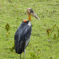 Greater Adjutant